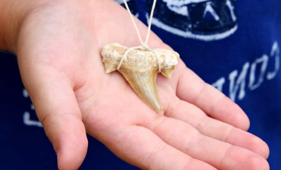 Make Shark Tooth Necklace ⋆ Rowenna Mason